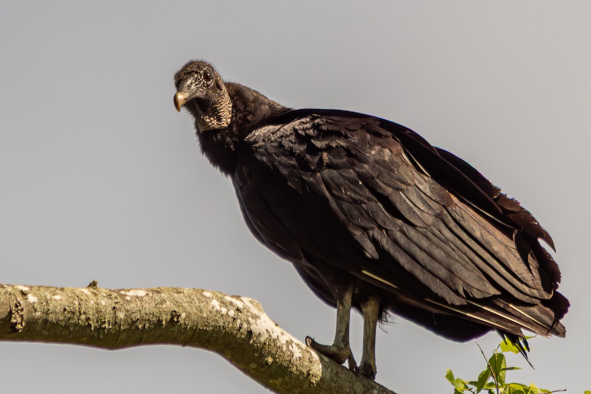 Black Vulture - ML639655300