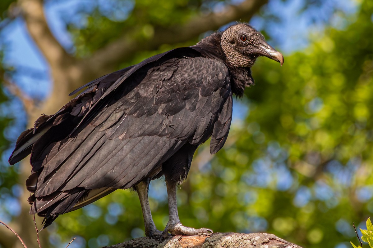 Black Vulture - ML639655301