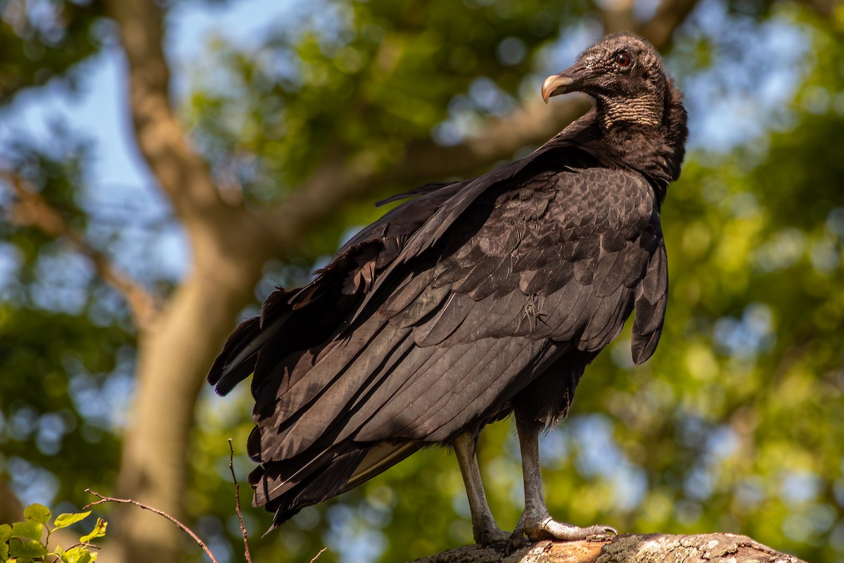 Black Vulture - ML639655302
