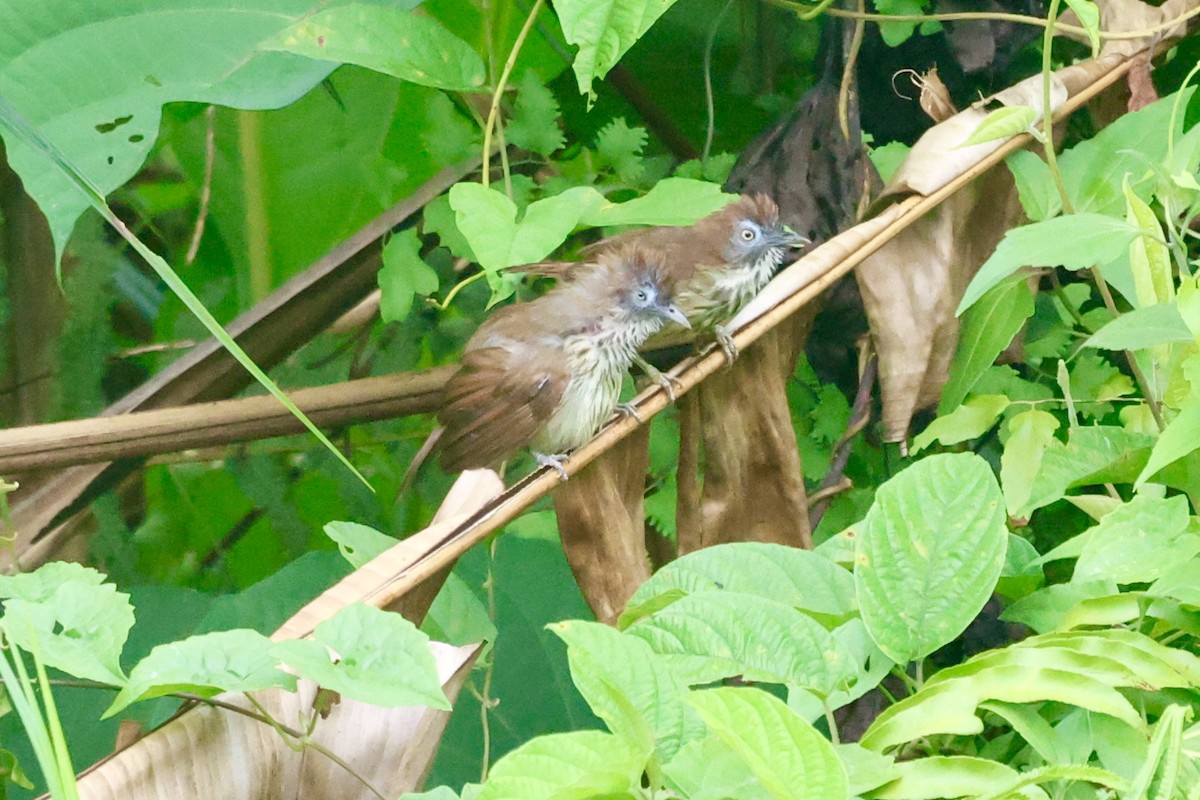 Bold-striped Tit-Babbler - ML639655323
