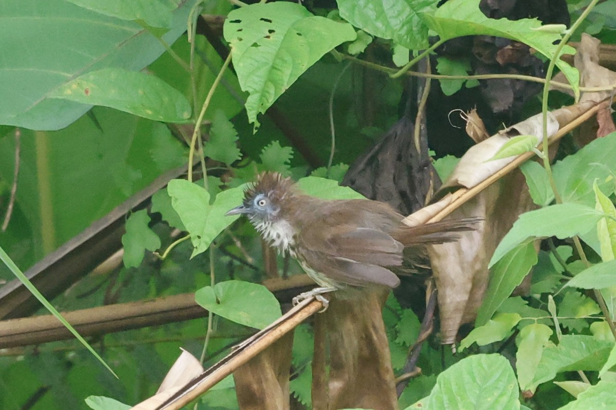 Bold-striped Tit-Babbler - ML639655324