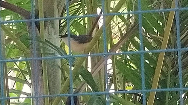 Ashy Prinia - ML639655394