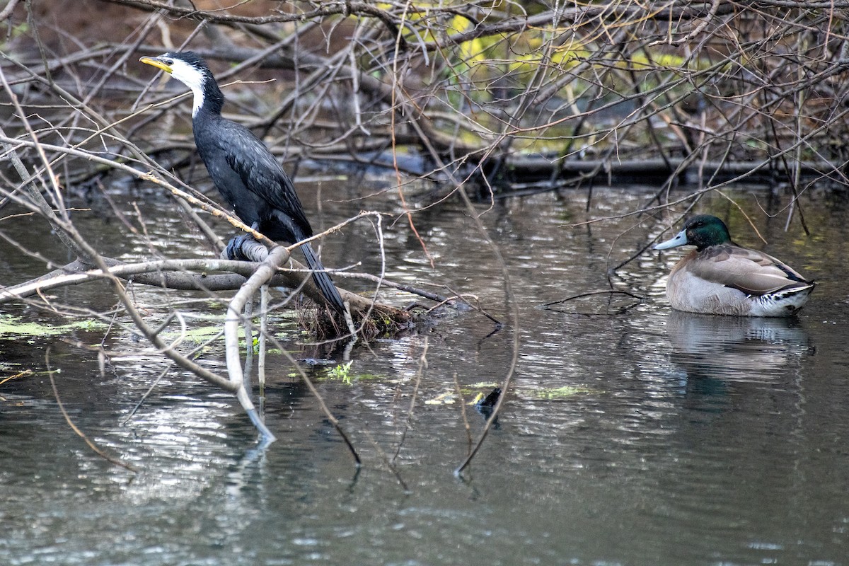 Cormorán Piquicorto - ML639655452