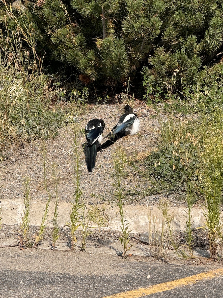 Black-billed Magpie - ML639655468