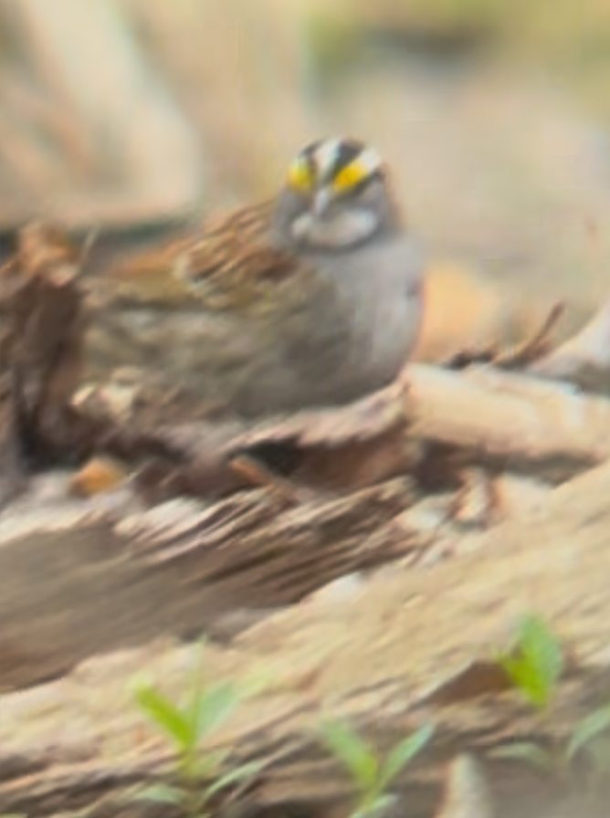 White-throated Sparrow - ML639655536