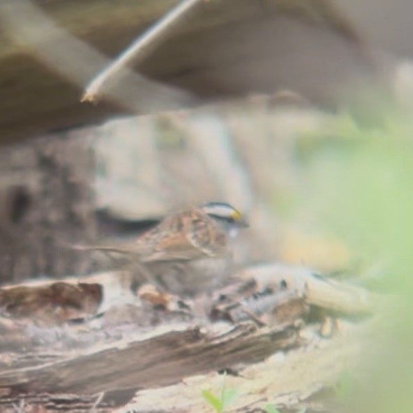 White-throated Sparrow - ML639655546