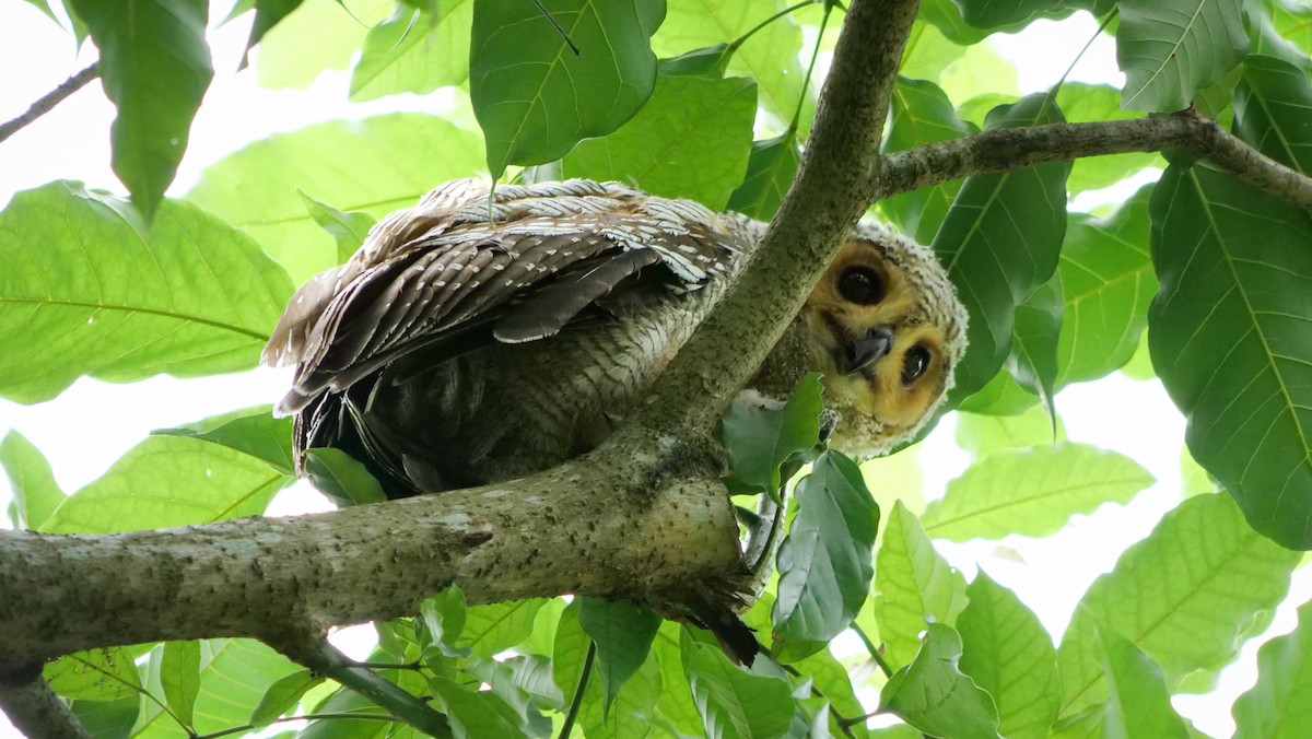 Spotted Wood-Owl - ML639655631