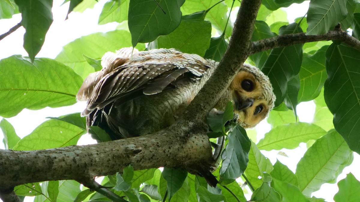 Spotted Wood-Owl - ML639655632