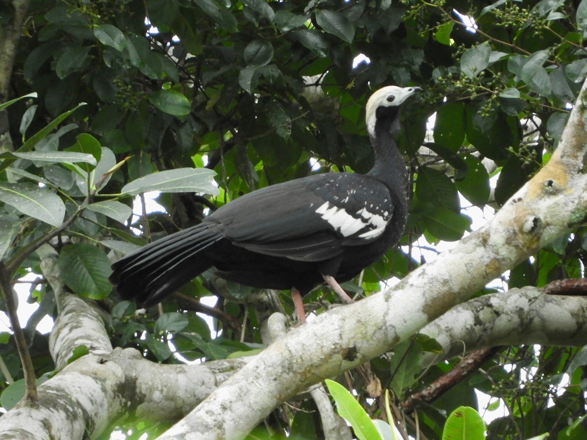 Blue-throated Piping-Guan - ML639655644