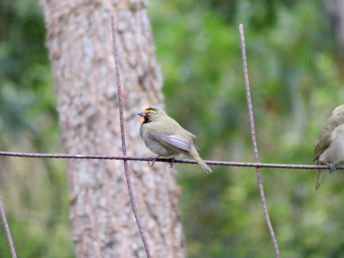 Yellow-faced Grassquit - ML639655732