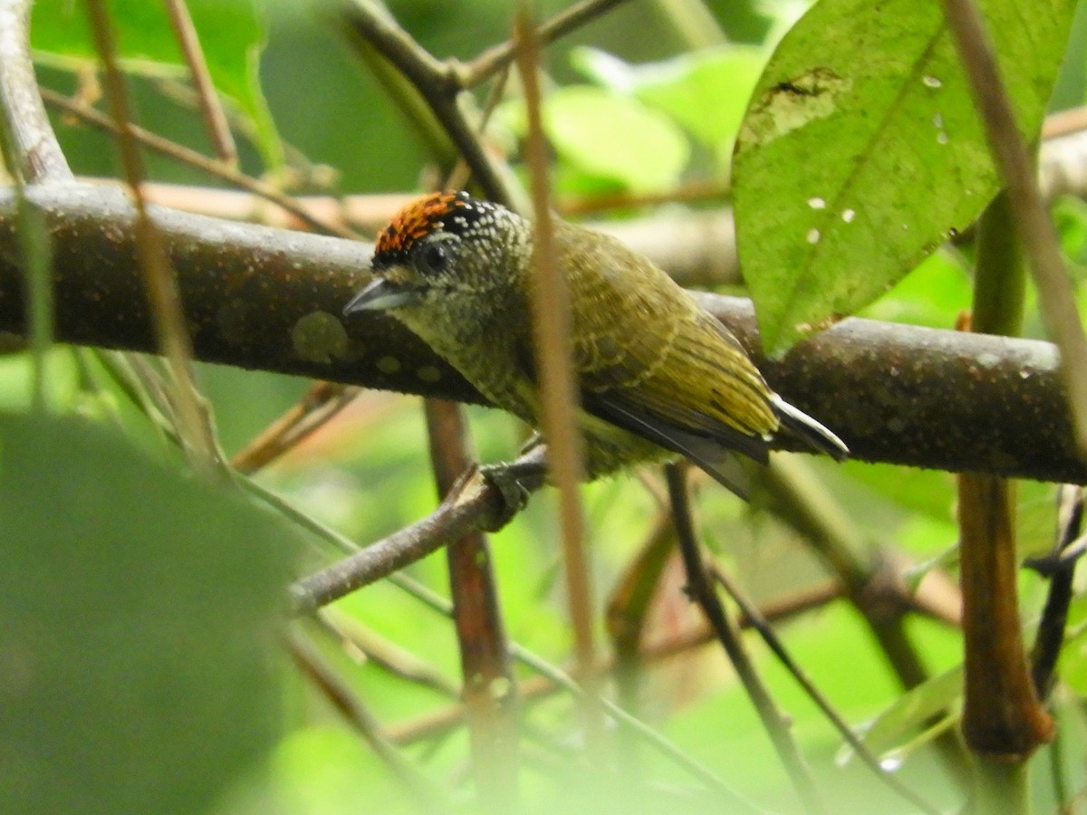 Fine-barred Piculet - ML639655742