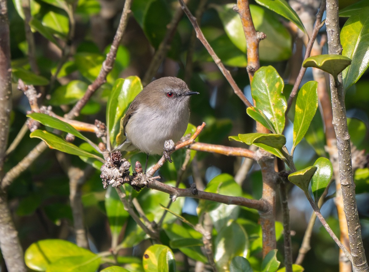 Gray Gerygone - ML639655753