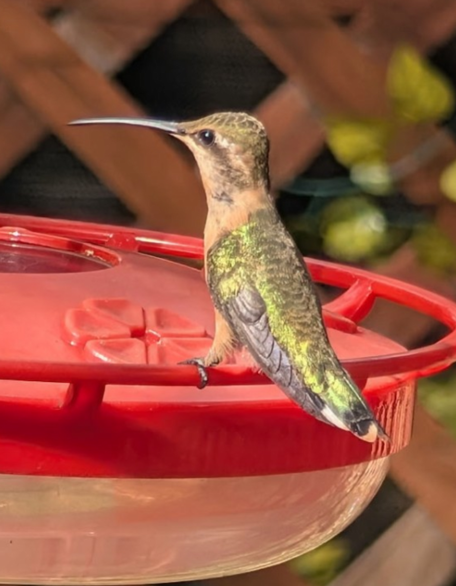 Lucifer Hummingbird - ML639655771