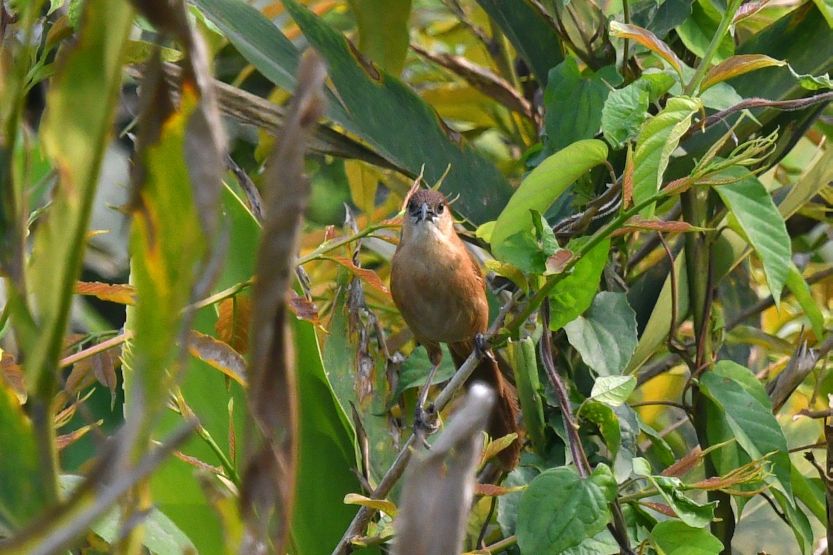 Slender-billed Babbler - ML639655796