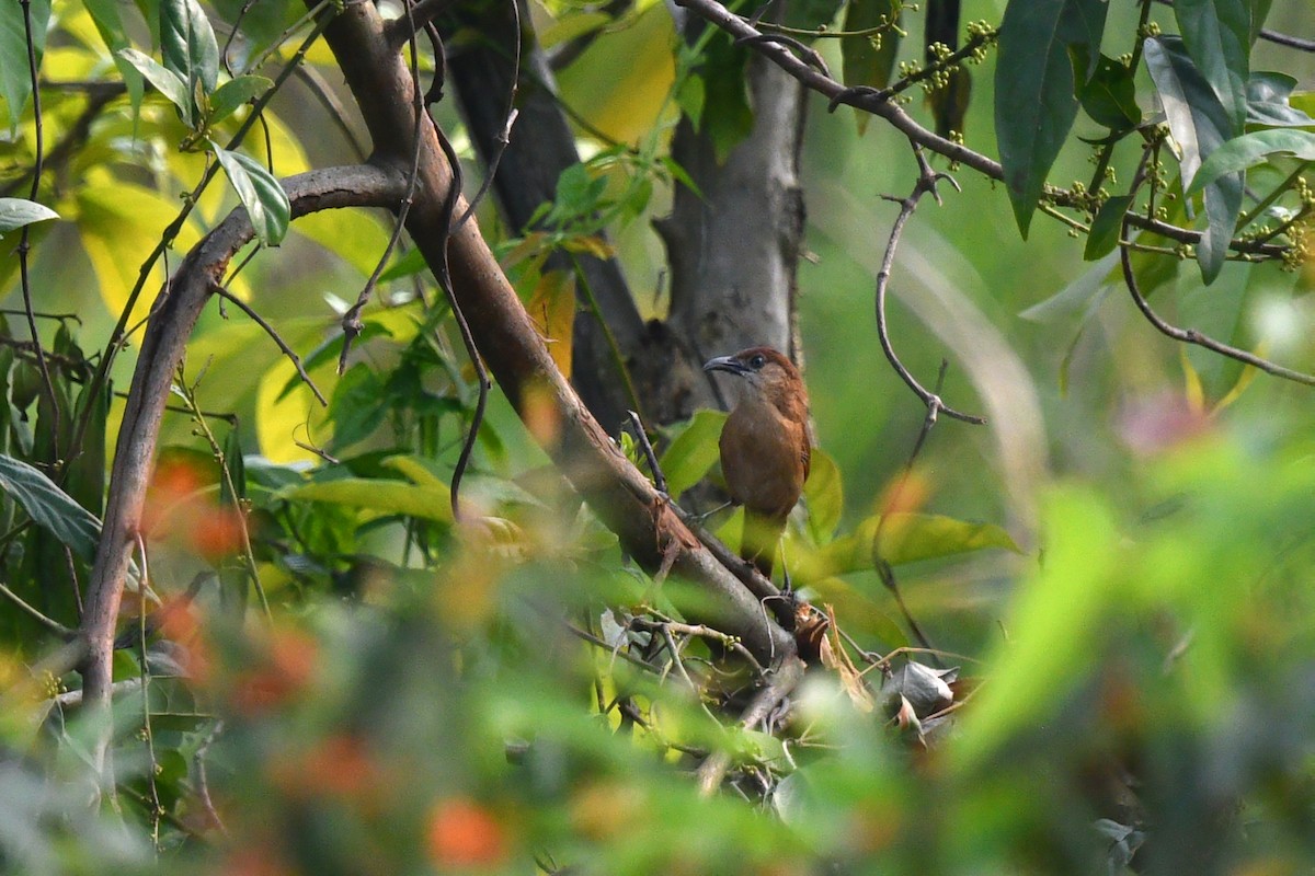 Slender-billed Babbler - ML639655797