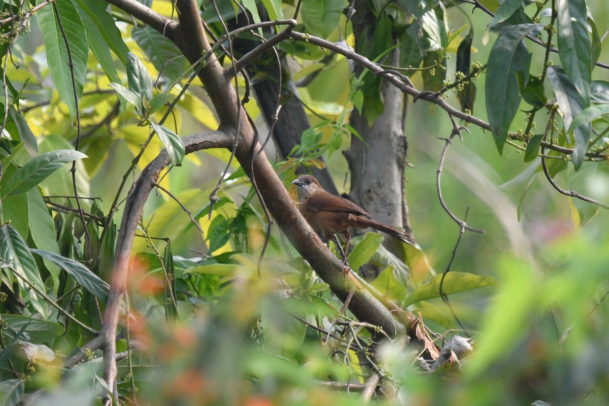 Slender-billed Babbler - ML639655798