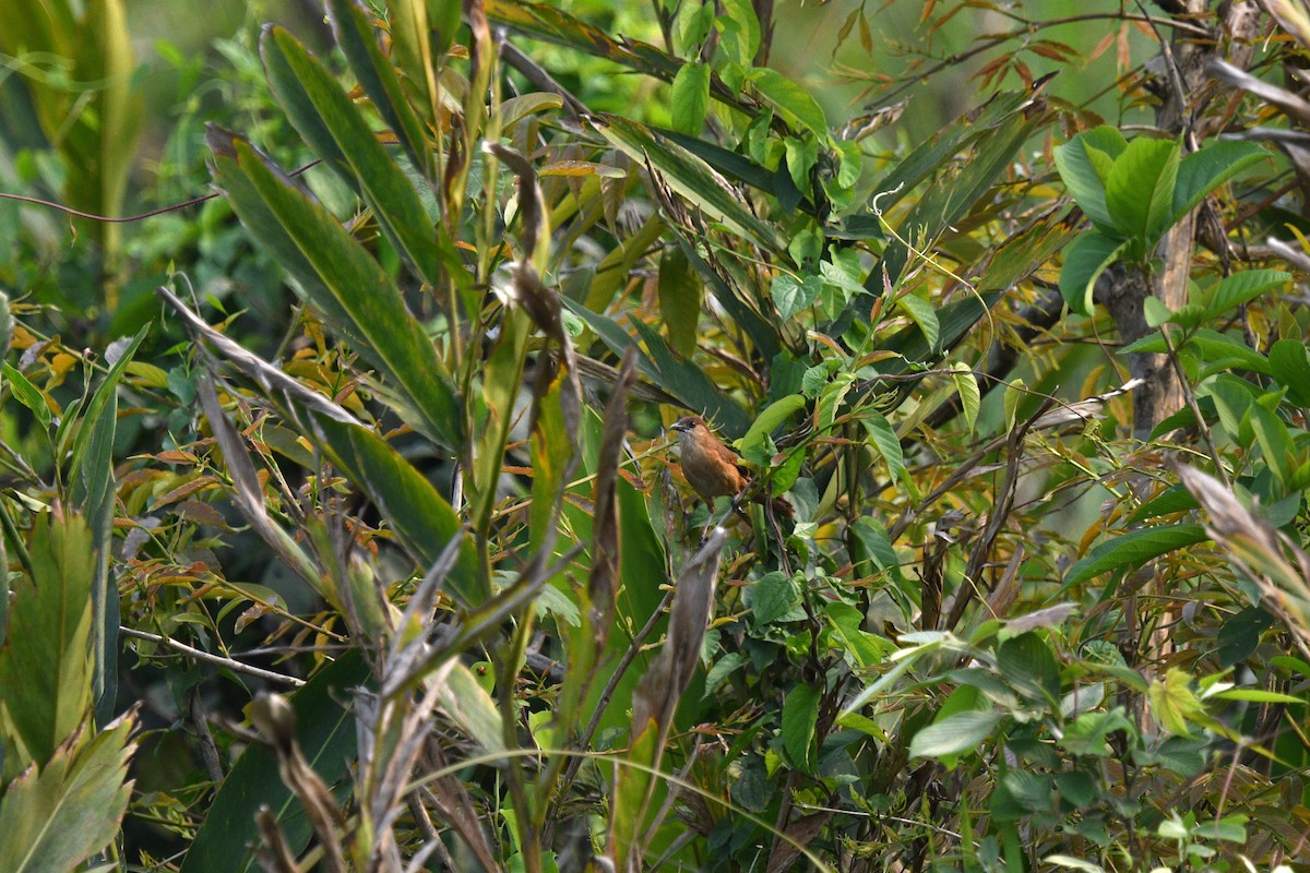 Slender-billed Babbler - ML639655800