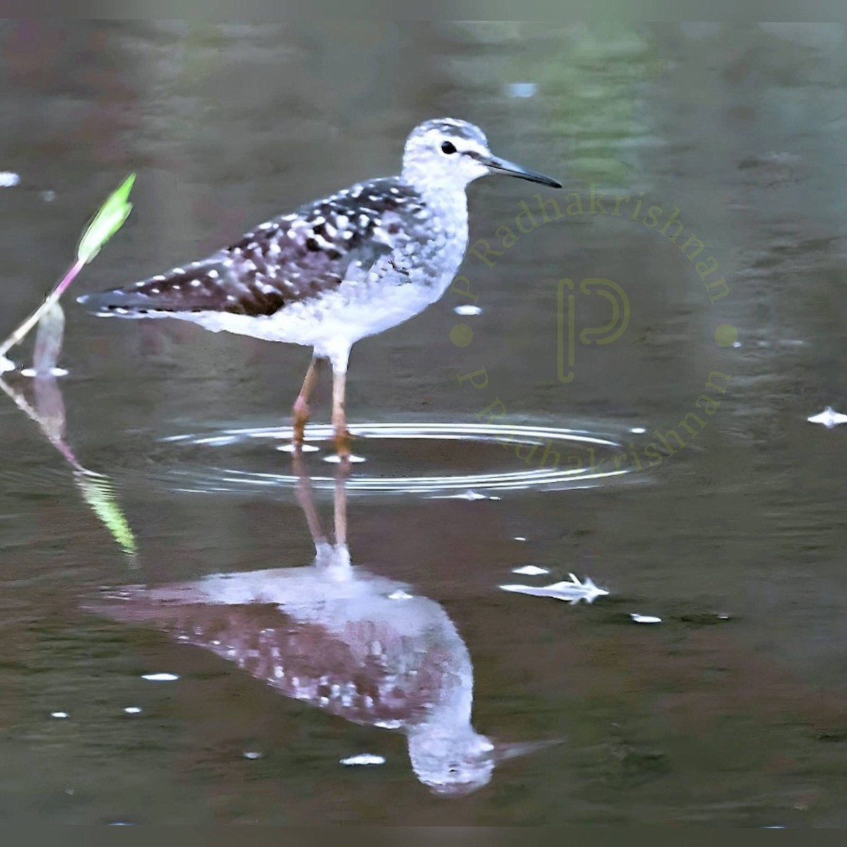 Wood Sandpiper - ML639655815