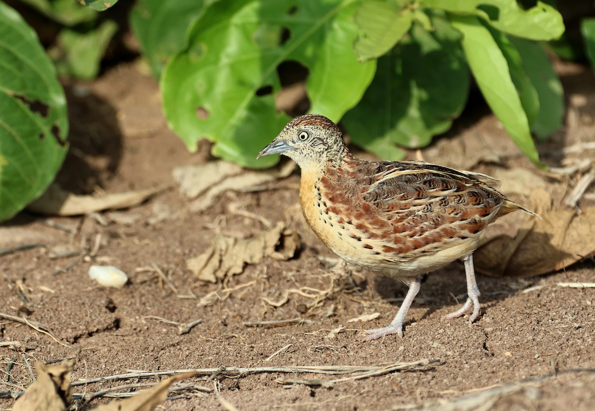 Small Buttonquail - ML639655822