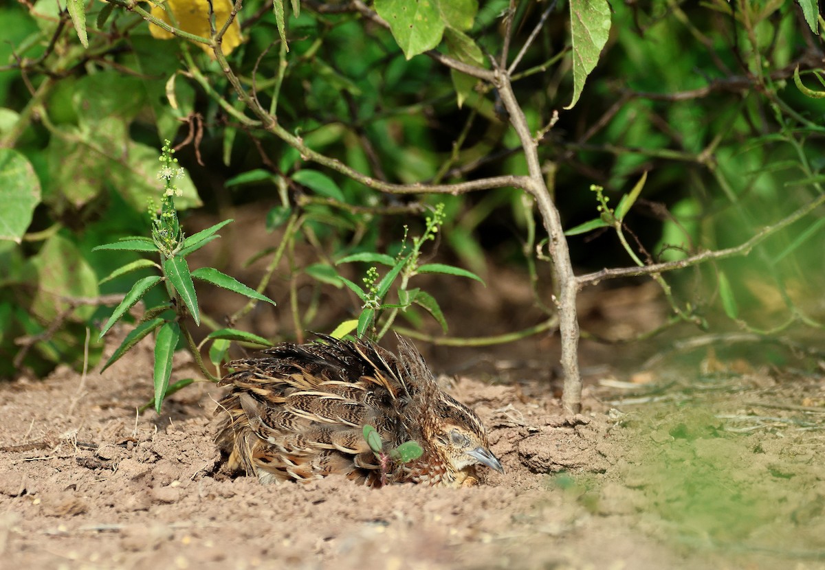 Small Buttonquail - ML639655857