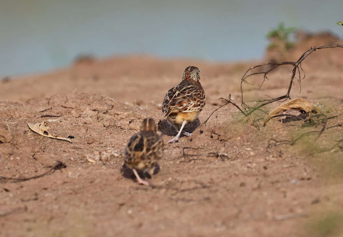 Small Buttonquail - ML639655862