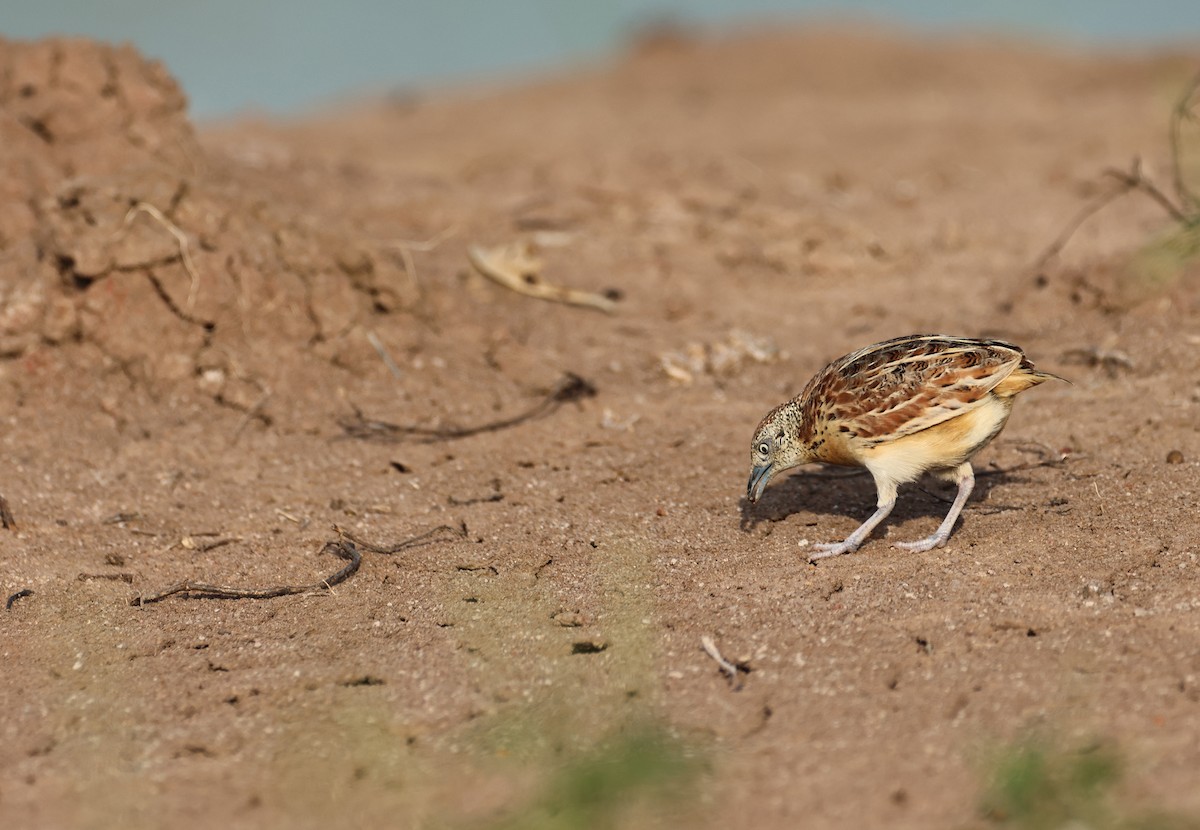 Small Buttonquail - ML639655863