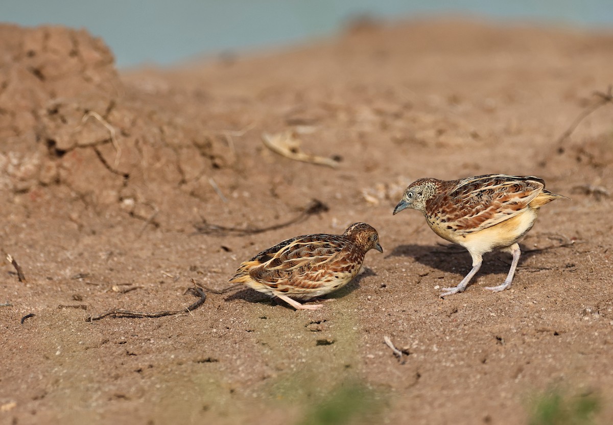 Small Buttonquail - ML639655864