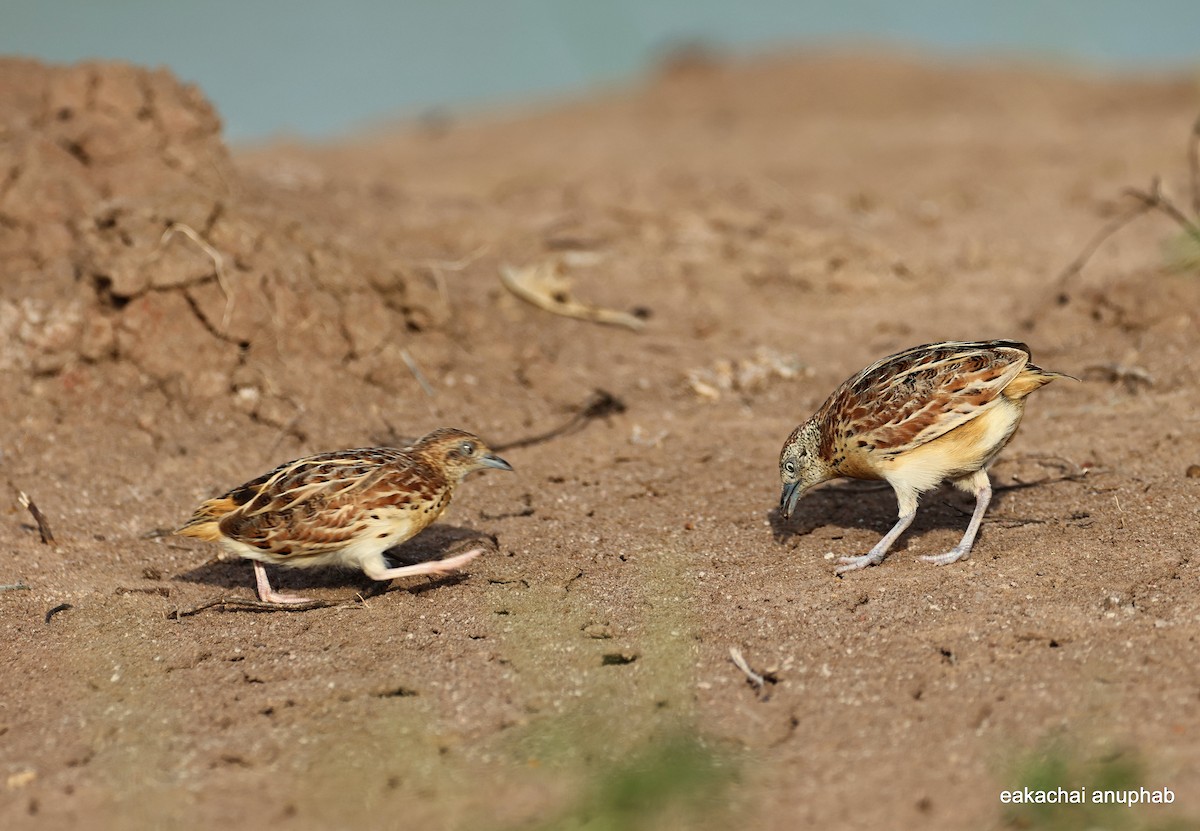 Small Buttonquail - ML639655866