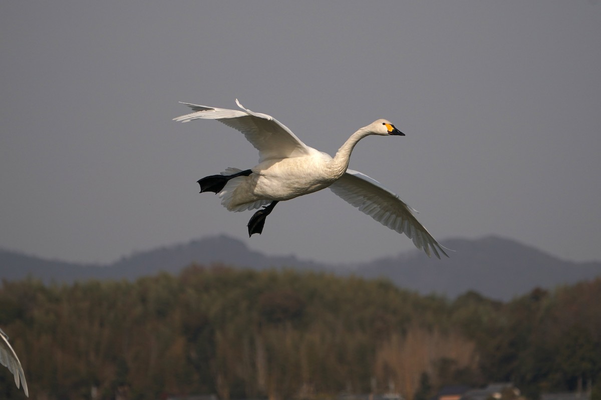 Tundra Swan - ML639655990