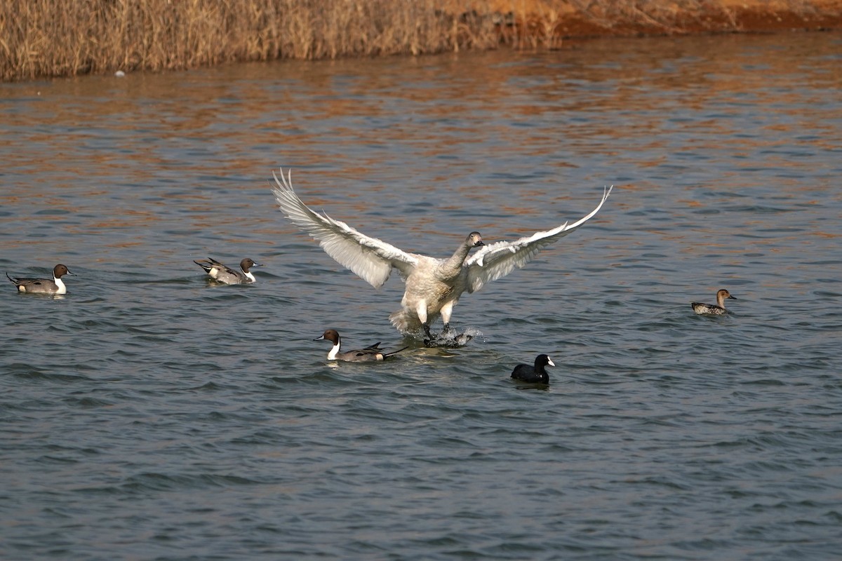 Tundra Swan - ML639655991