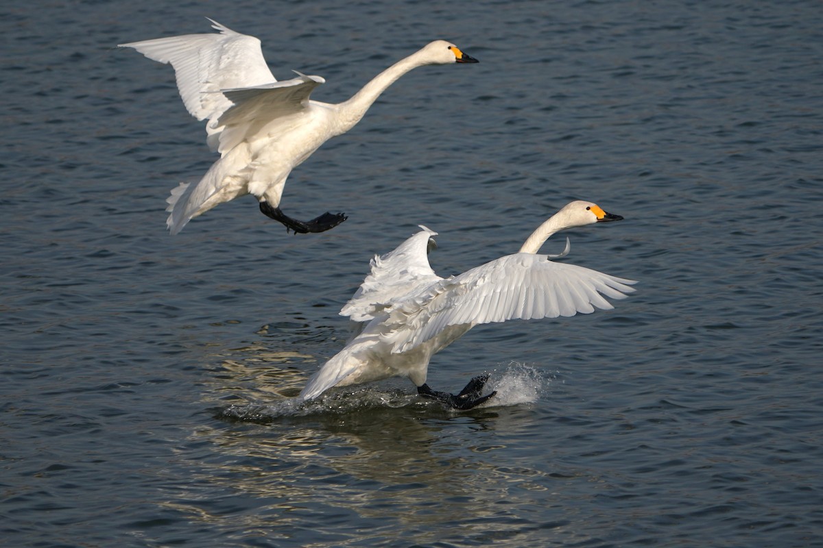 Tundra Swan - ML639655992
