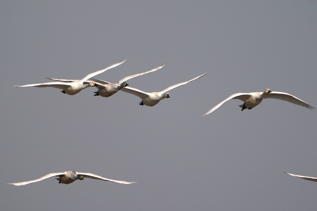 Tundra Swan - ML639656007