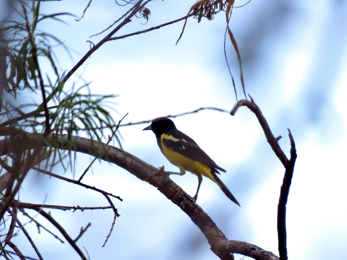 Scott's Oriole - ML639656060
