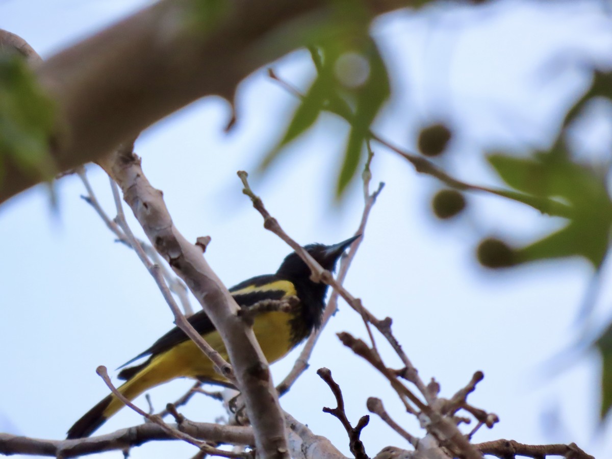 Scott's Oriole - ML639656061