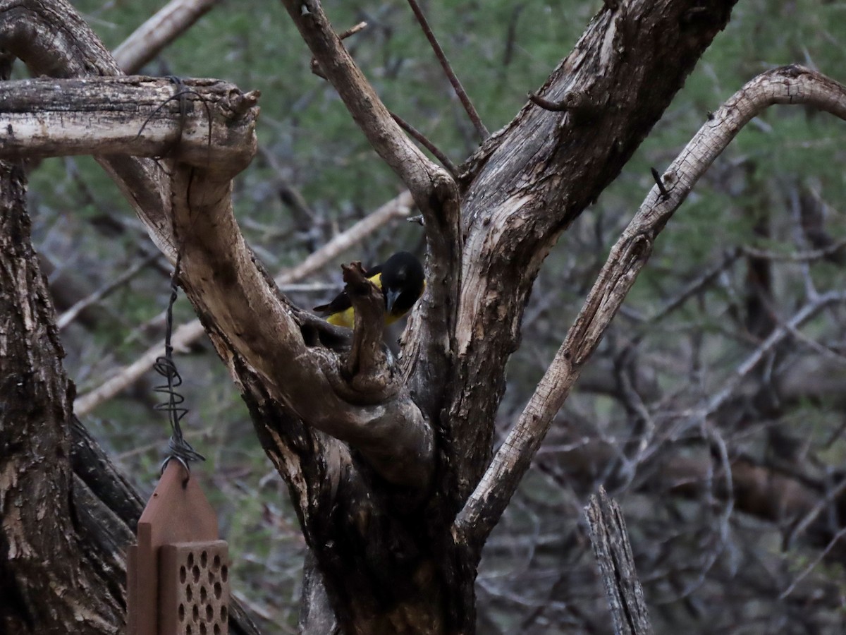 Scott's Oriole - ML639656062