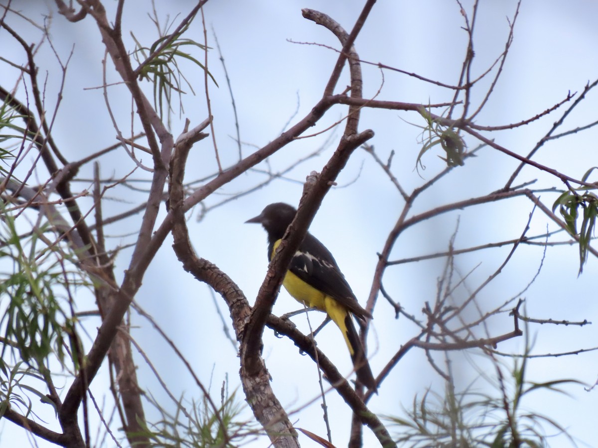 Scott's Oriole - ML639656063