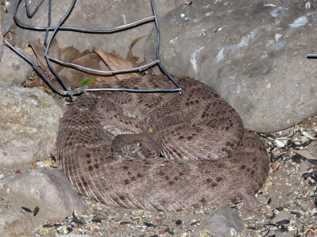 Western Diamond-backed Rattlesnake - ML639656068