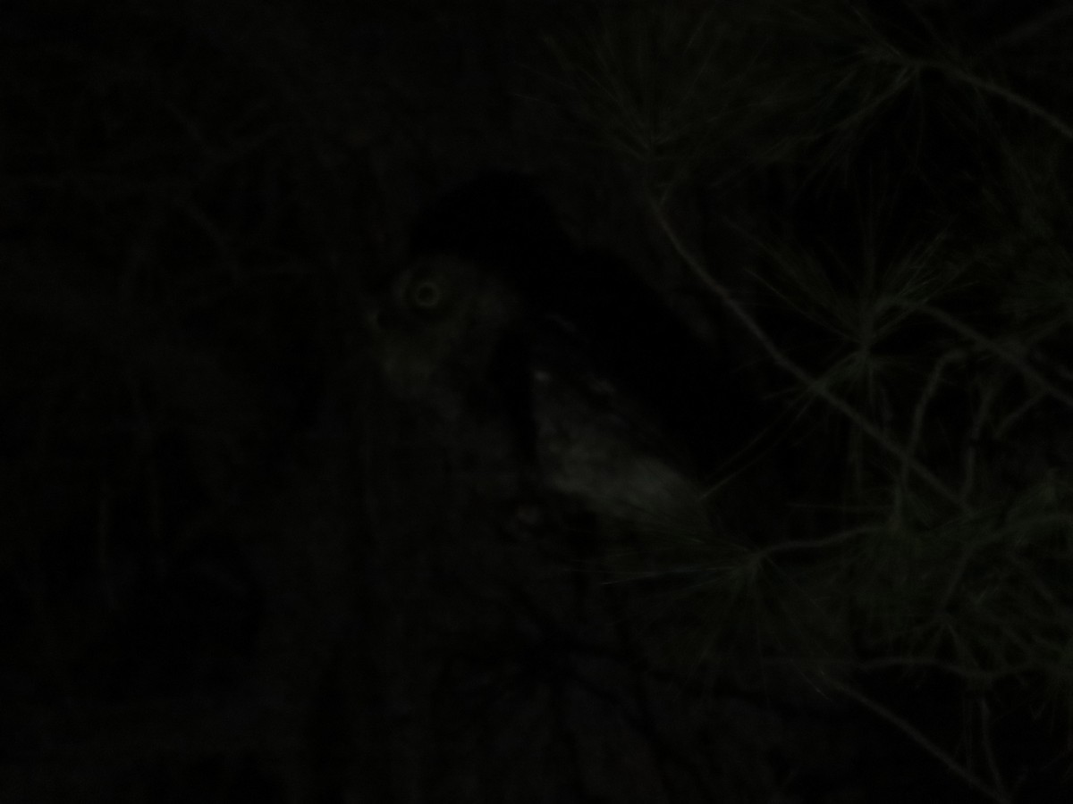 Whiskered Screech-Owl - ML639656082