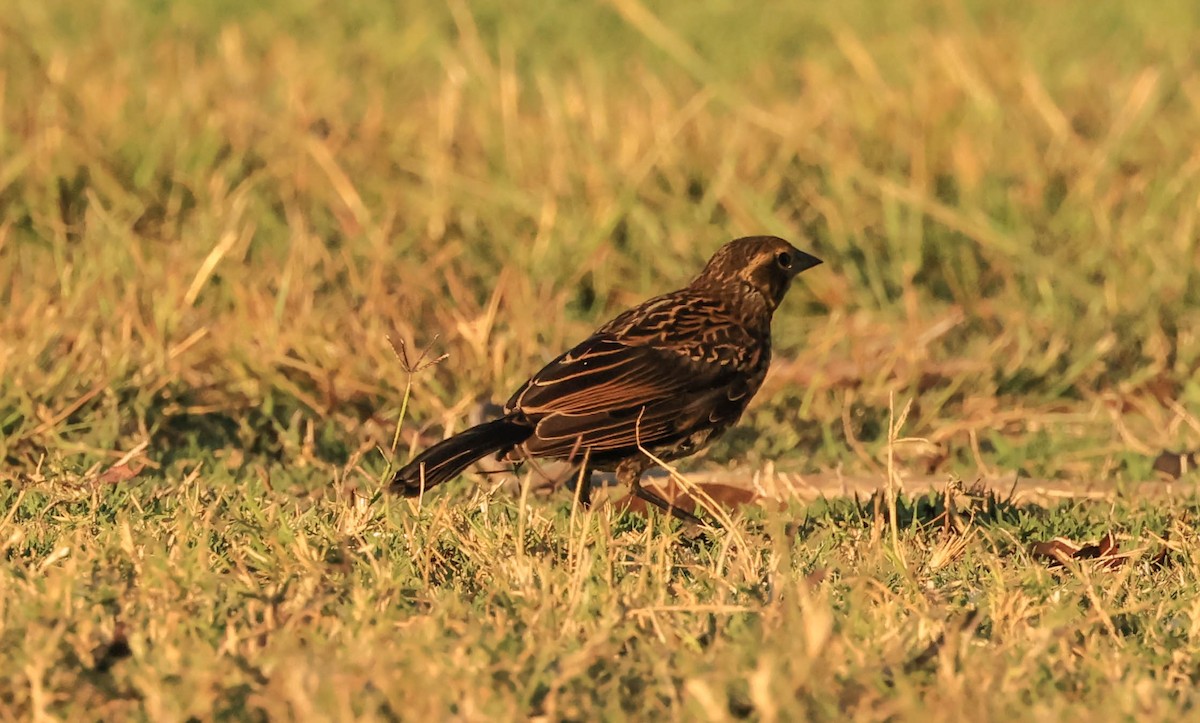Icteridae sp. - ML639656085