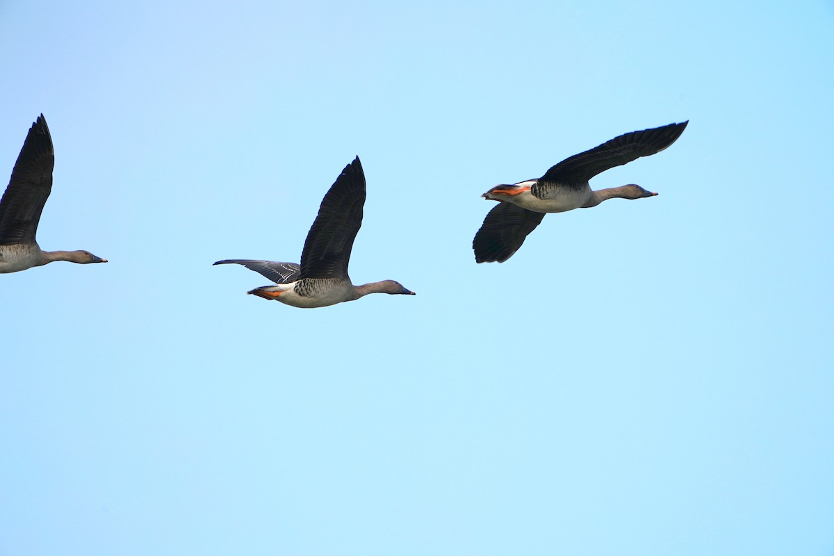 Taiga/Tundra Bean-Goose - ML639656142