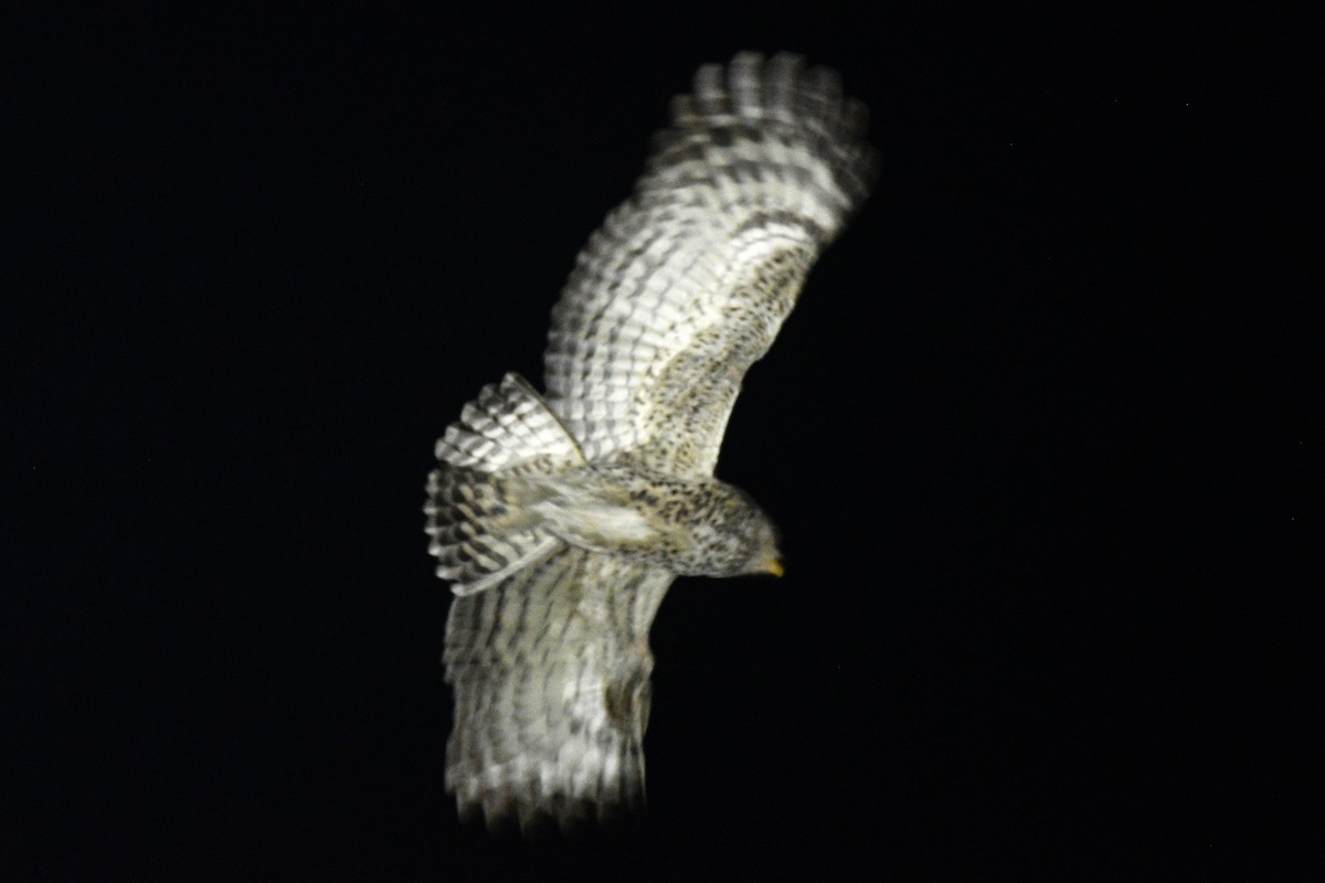 Spot-bellied Eagle-Owl - ML639656173