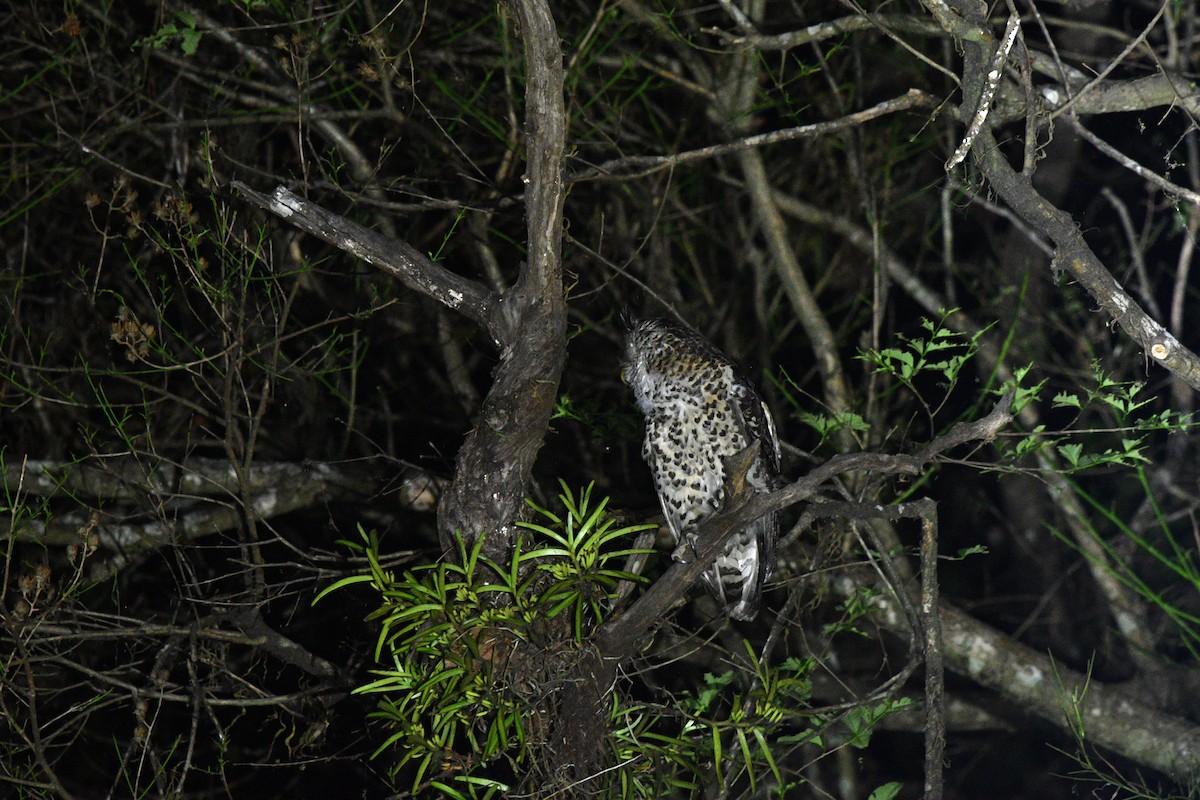 Spot-bellied Eagle-Owl - ML639656174