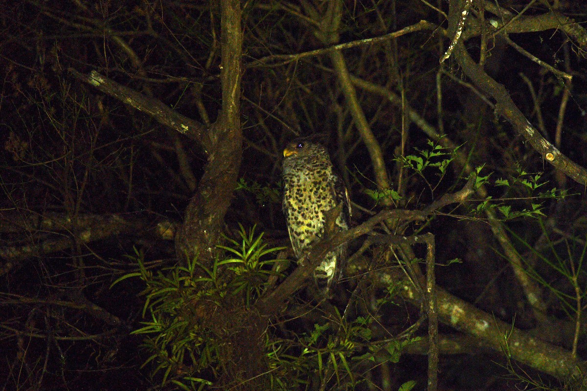 Spot-bellied Eagle-Owl - ML639656175