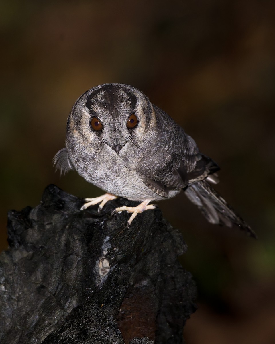Australian Owlet-nightjar - ML639656202
