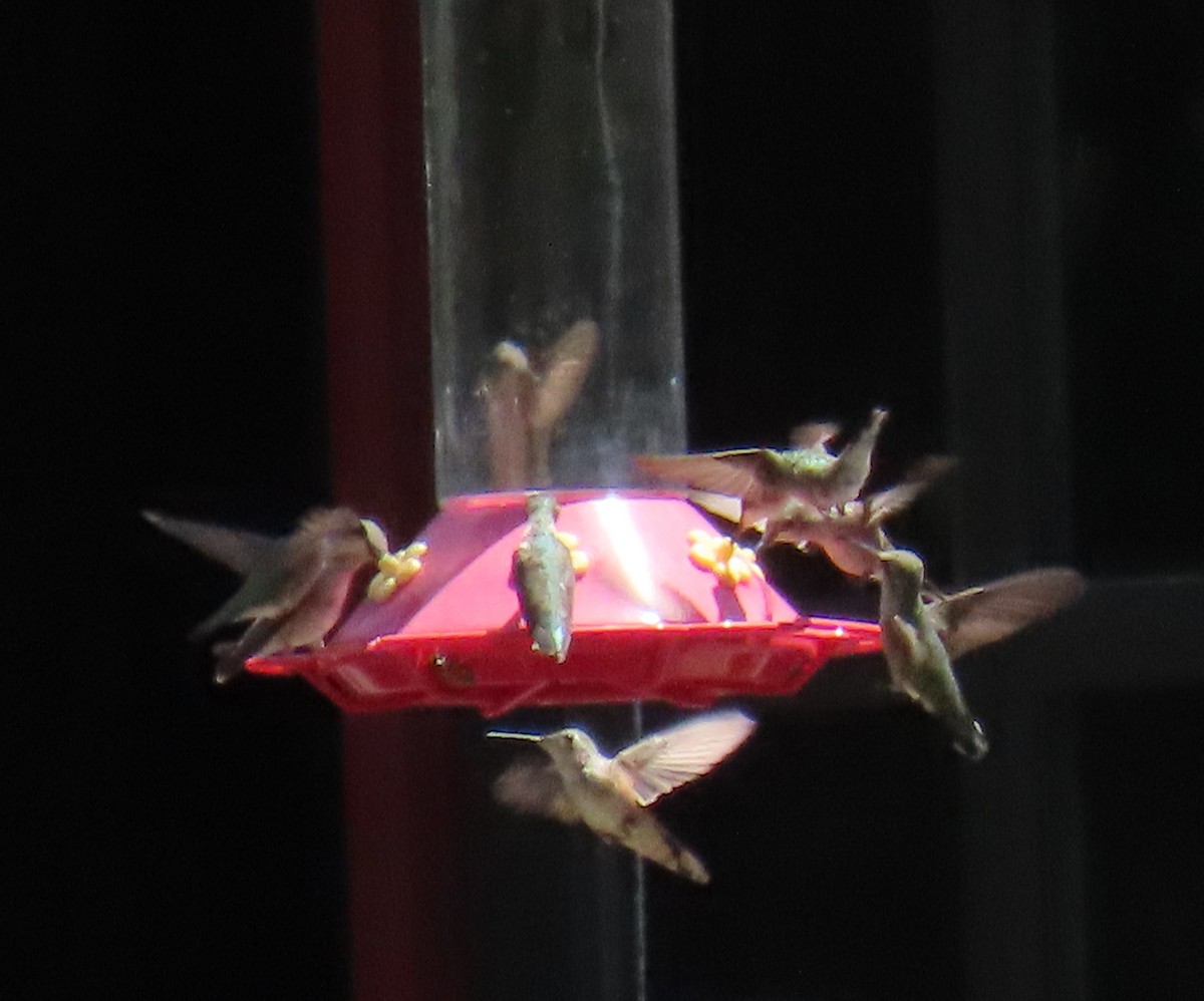 Black-chinned Hummingbird - ML639656216