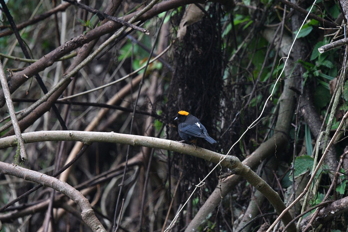 Gold-naped Finch - ML639656219