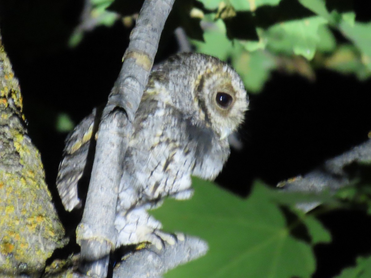 Flammulated Owl - ML639656305