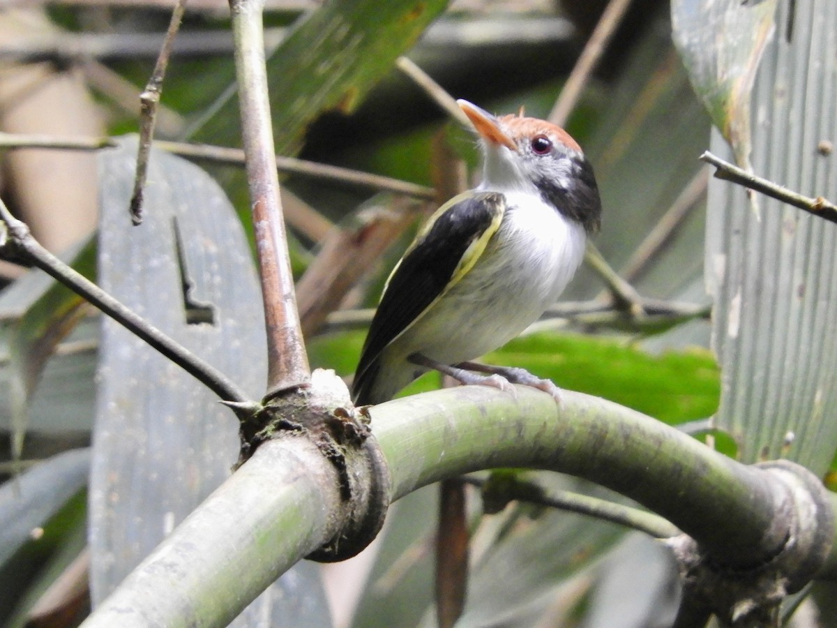 White-cheeked Tody-Flycatcher - ML639656321