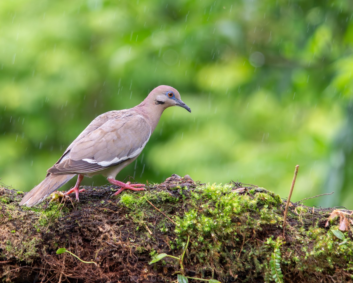 White-winged Dove - ML639656440