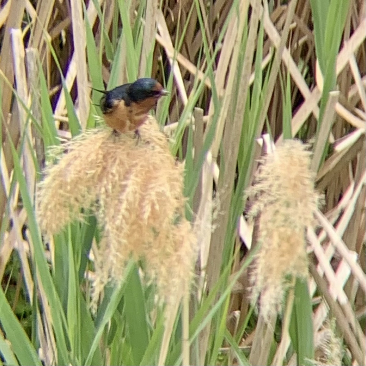 Barn Swallow (American) - ML639656447